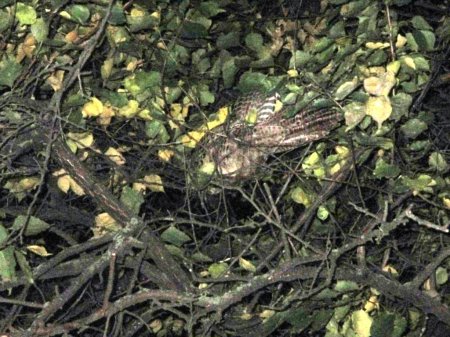 Кременчугские спасатели снимали фазана, застрявшего на дереве