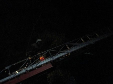 Кременчугские спасатели снимали фазана, застрявшего на дереве