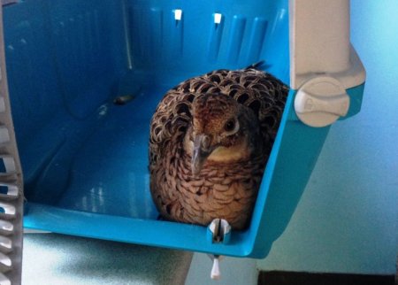 Фазана, которого спасатели сняли с дерева, передали в сквер Сосновый