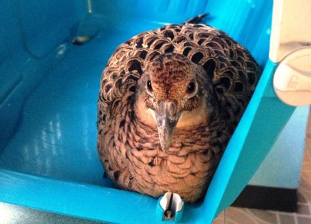 Фазана, которого спасатели сняли с дерева, передали в сквер Сосновый Фазана, которого спасатели сняли с дерева, передали в сквер Сосновый