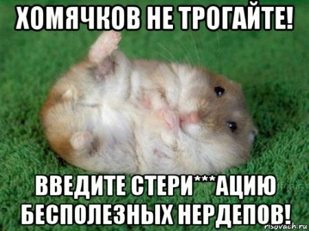 Кошачий нацизм: в парламент внесли законопроект об обязательной стерилизации беспородных животных