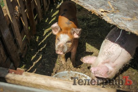Два дні з життя на полігоні «Широкий лан»