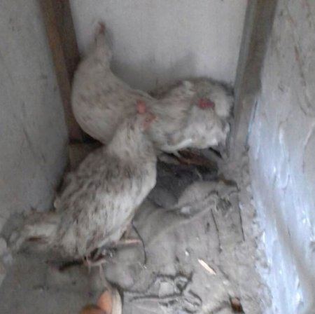 «Птичку... жалко»: в Кременчуге похитили 12 кур и 4 утки