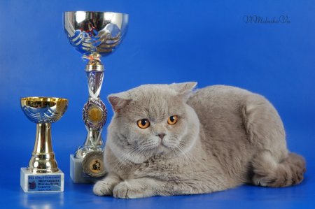 4 и 5 ноября в Кременчуге состоится Выставка элитных пород кошек