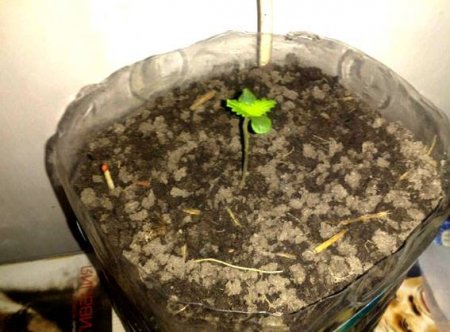 Кременчужанин зберігав вдома близько півкілограма наркотиків