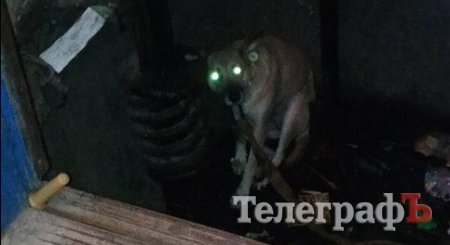 В Кременчуге собака застряла в лифтовой яме