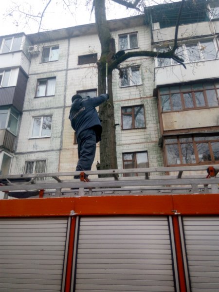 Кременчугские спасатели снимали кота, который просидел на дереве двое суток