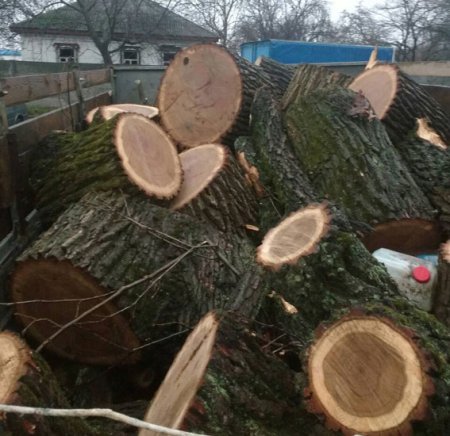 Полиция и лесники поймали двух «дубов», которые пилили дубы в Кременчугском лесхозе