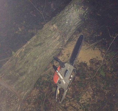 Полиция и лесники поймали двух «дубов», которые пилили дубы в Кременчугском лесхозе