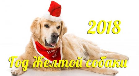 Уже скоро! Читатели «Телеграфа» смогут выбрать лучшую собаку в новогоднем костюме