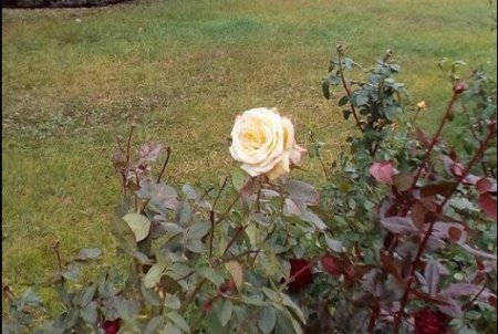«Білі троянди - незахищені шипи»: у Горішніх Плавнях розквітли троянди