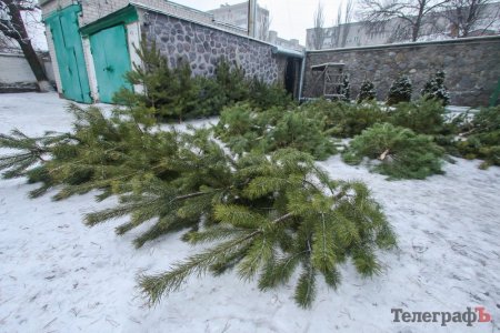 Сосну за 45 гривен и дороже: во сколько кременчужанам обойдутся новогодние деревья