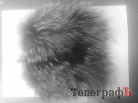 Кто потерял что-то пушистое на ул. Шевченко – зайдите на «Приватку»