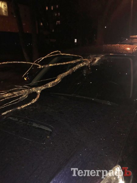 В Кременчуге упавшая ветка пробила лобовое стекло автомобиля и чуть не убила водителя