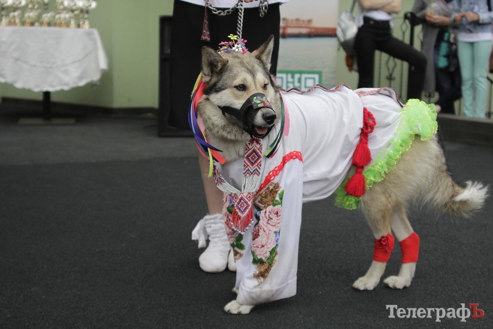 Парад животных. Анималс парад. Собачий парад. Парад животных. Животные в иллюстраторе.