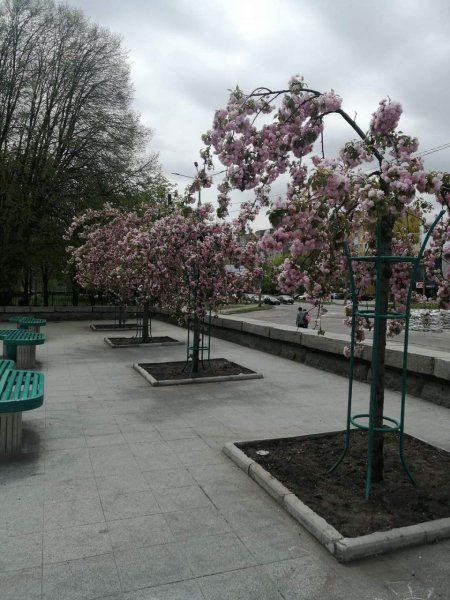 Алея сакур на Молодіжному, фото з соцмереж