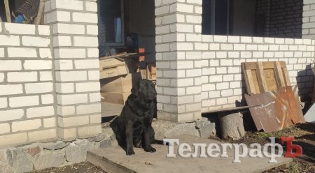 На фото собака-переселенець із Сєвєродонецька Аля, як живе тепер із подружжям Андрія та Тамари