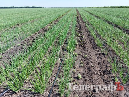 «Плантація» цибулі