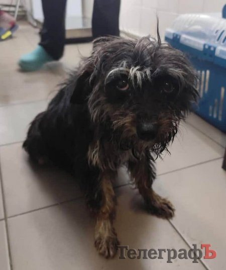 Так виглядала Бабуля, коли потрапила до притулку