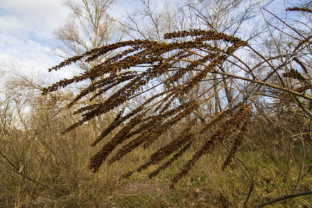 Аморфа кущова / фото Сергія Калініченка