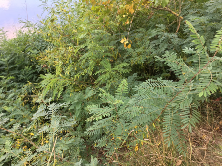 Уздовж Десни / фото Романа Кушниренка