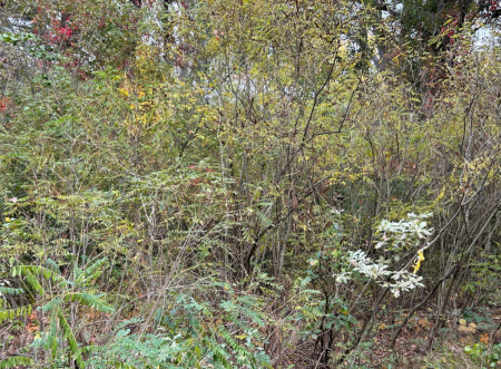  РЛП «Кременчуцькі плавні»/ фото авторки