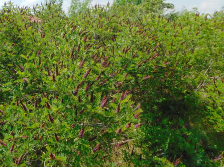Аморфа кущова / фото з відкритих джерел