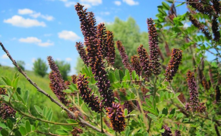 Аморфа кущова / фото з відкритих джерел