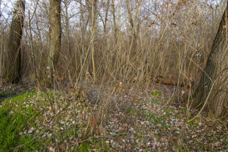 Берег Дніпра в межах Горішніх Плавнів/ фото Сергія Калініченка