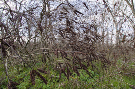 Аморфа кущова/ фото Сергія Калініченка