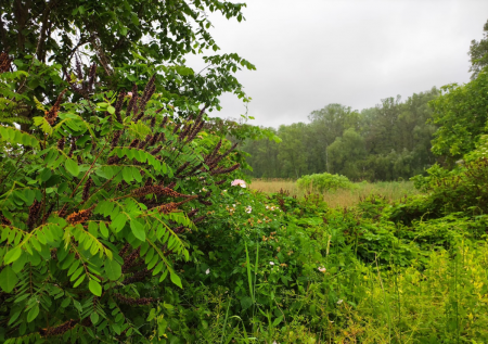 РЛП «Кременчуцькі плавні»  / фото Оксани Симоненко