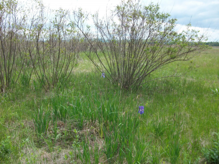 Білецьківські Плавні / фото Оксани Симоненко