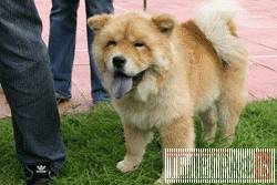 Собачий парад Собачий парад