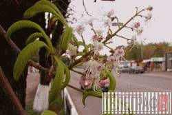 Біля ринку травень – цвітуть каштани Біля ринку травень – цвітуть каштани