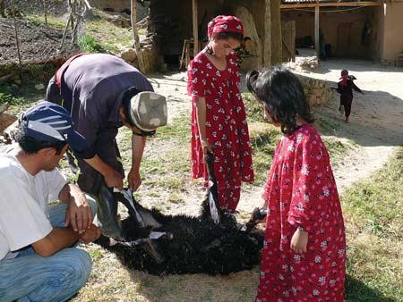 Баранинки «на шару» не желаете? Баранинки «на шару» не желаете?