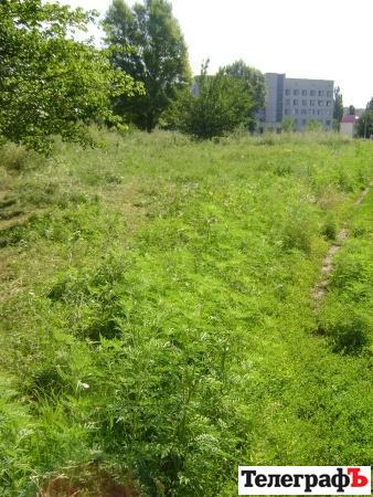 Кременчуг зарастает амброзией Кременчуг зарастает амброзией