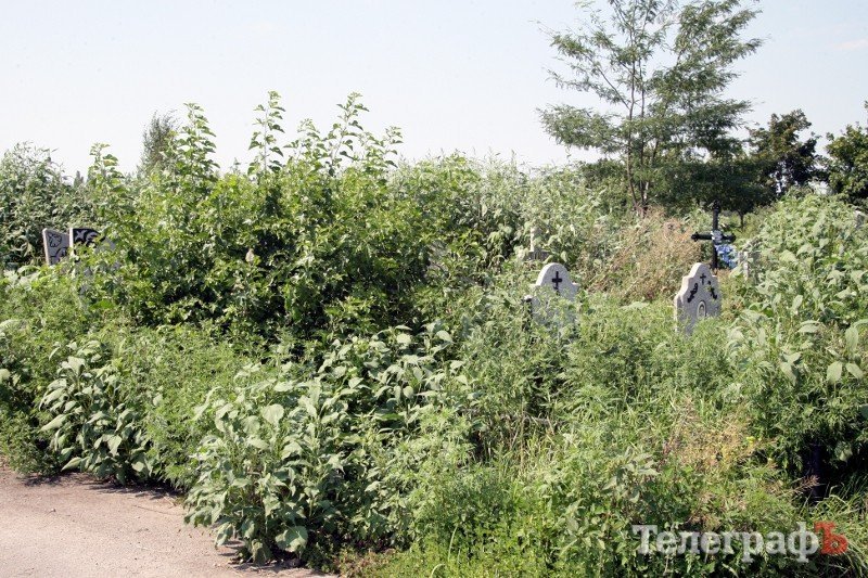 В Кременчуге кладбище на Молодежном заросло карантинными сорняками (ФОТО) В Кременчуге кладбище на Молодежном заросло карантинными сорняками (ФОТО)