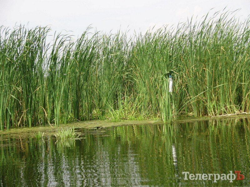 В Кременчуге открылся сезон охоты (ФОТО) В Кременчуге открылся сезон охоты (ФОТО)