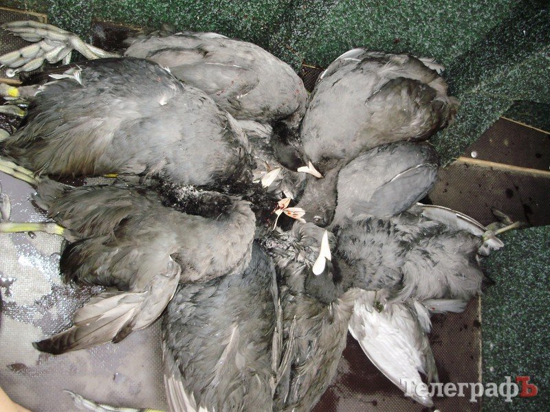 В Кременчуге открылся сезон охоты (ФОТО) В Кременчуге открылся сезон охоты (ФОТО)