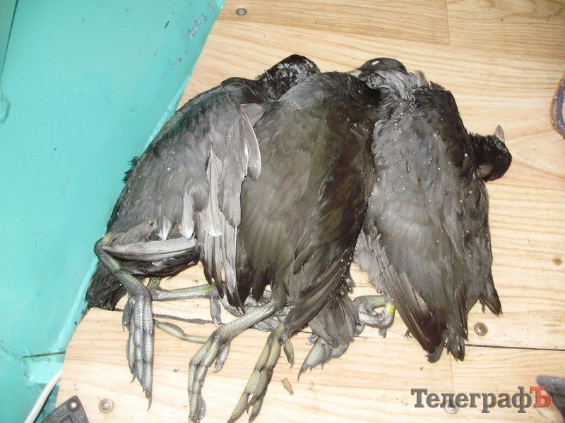 В Кременчуге открылся сезон охоты (ФОТО) В Кременчуге открылся сезон охоты (ФОТО)