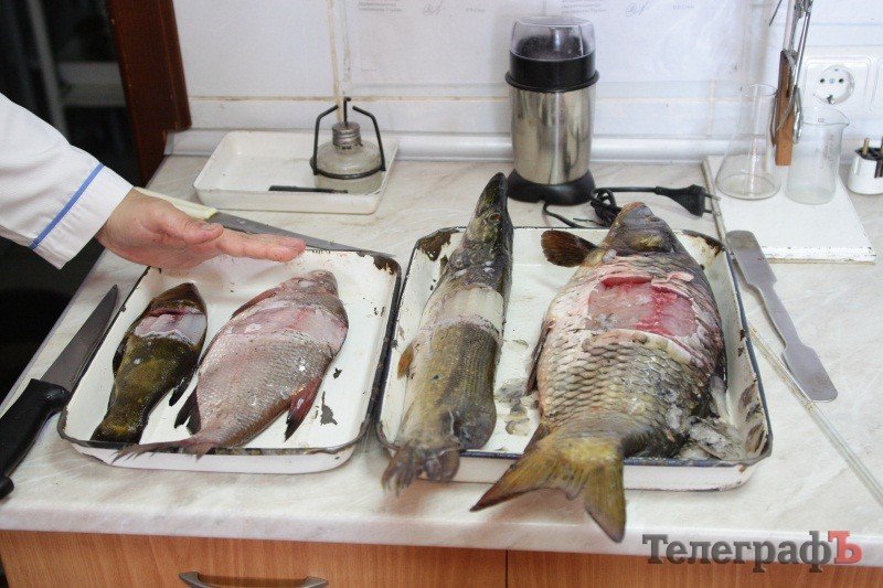 Як перевірити продукти на якість Як перевірити продукти на якість