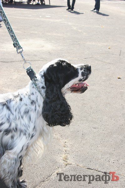 В Кременчуг за медалями съехались собаки В Кременчуг за медалями съехались собаки