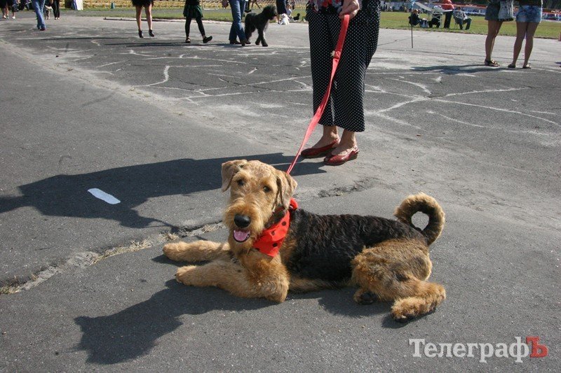 В Кременчуг за медалями съехались собаки В Кременчуг за медалями съехались собаки