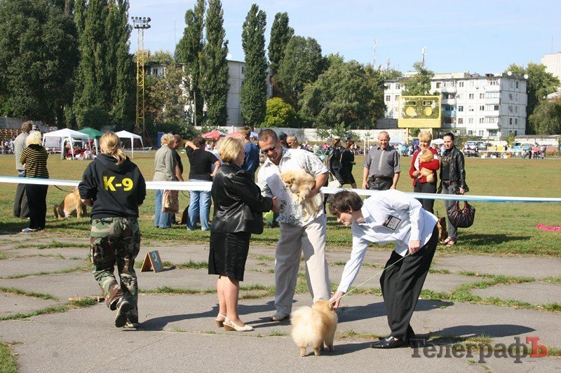 В Кременчуг за медалями съехались собаки В Кременчуг за медалями съехались собаки