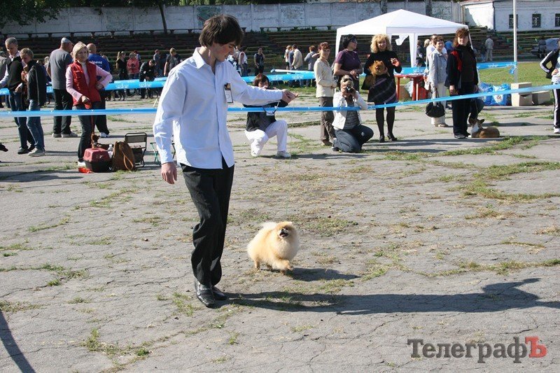 В Кременчуг за медалями съехались собаки В Кременчуг за медалями съехались собаки