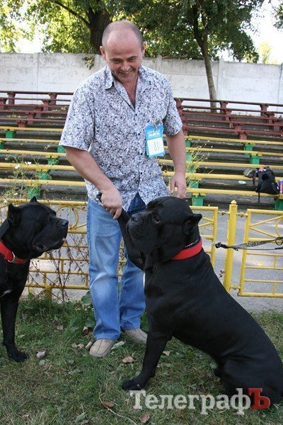 В Кременчуг за медалями съехались собаки В Кременчуг за медалями съехались собаки