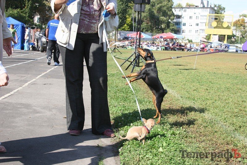 В Кременчуг за медалями съехались собаки В Кременчуг за медалями съехались собаки