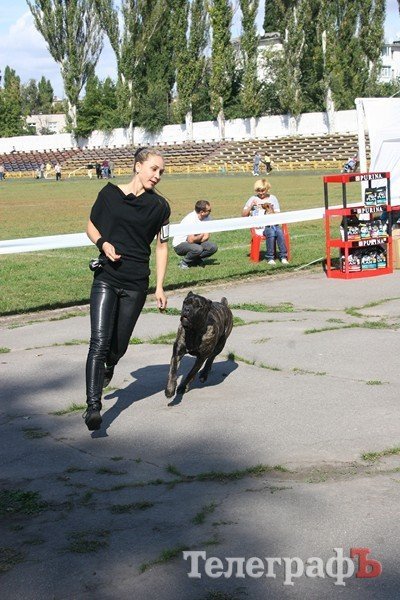 В Кременчуг за медалями съехались собаки В Кременчуг за медалями съехались собаки