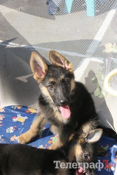 В Кременчуг за медалями съехались собаки В Кременчуг за медалями съехались собаки