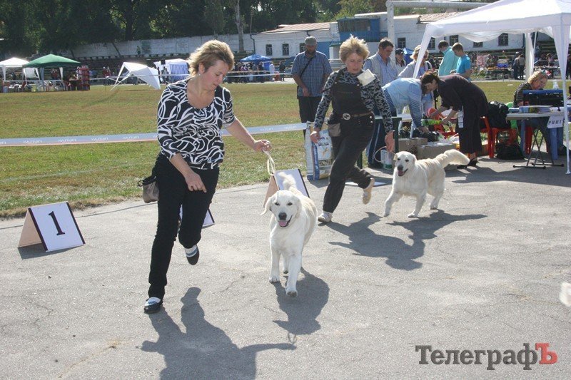 В Кременчуг за медалями съехались собаки В Кременчуг за медалями съехались собаки